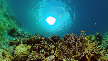 Underwater fish reef marine. Tropical colourful underwater seascape. Philippines.