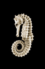 Dried seahorse skeleton on a black background © daboost
