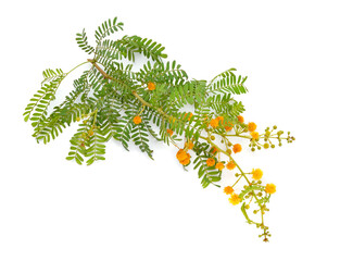 Acacia, commonly known as the wattles or acacias. Isolated on white background