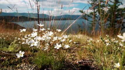 Wild white Anemone baicalensis mountain endemic flowers blooming on the Baikal lake rock meadow in summer day. Windflower, herb and grass waving in the wind against blue sky.
