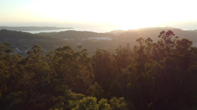 Aerial Forest Golden Hour filmed in Bueu (SPAIN)