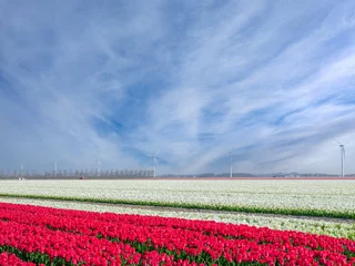 Fototapete Tulip field in Flevoland Province, The Netherlands    Tulpenveld in Flevoland Province, The Netherlands © Holland-PhotostockNL