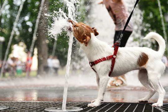 Dog drinks water from fountain in hot summer day. Aminal thirsty. Pet fun
