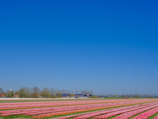 Tulip field in Flevoland Province, The Netherlands || Tulpenveld in Flevoland Province, The...