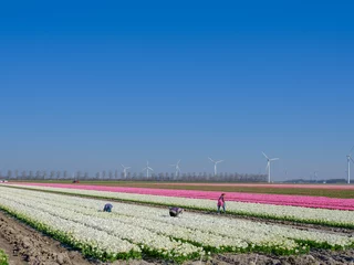 Foto auf Acrylglas Tulip field in Flevoland Province, The Netherlands    Tulpenveld in Flevoland Province, The Netherlands © Holland-PhotostockNL