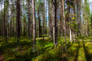 Dark taiga with high frequent rows of centuries-old pines. Tree shadows on relict mosses. Summer in Karelia. Northern Europe./ Summer day.  A place of rest, mushroom picking and travel. 