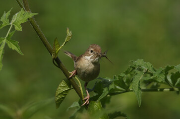 A Whitethroat, Sylvia communis, perching on a plant, it has mayfly in its beak which it is going to feed to its babies.	