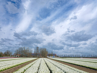 Fototapeta na wymiar Tulip field in Flevoland Province, The Netherlands || Tulpenveld in Flevoland Province, The Netherlands