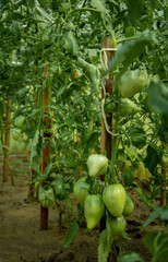 tomatoes in the garden