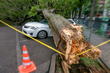強風による倒木で潰された乗用車
