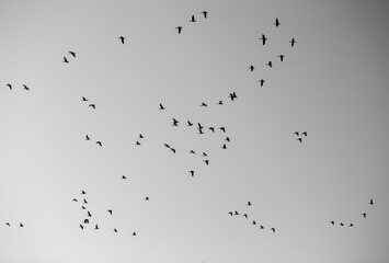 Migratory birds flying around in the sky, a lot of birds mixed up sky high. Image in black and white.