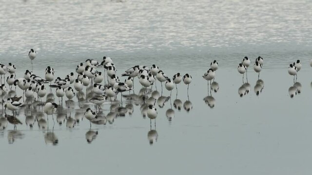 A flock of Avocet , Recurvirostra avosetta, resting, preening and feeding in a freshwater estuary on the Norfolk coast.