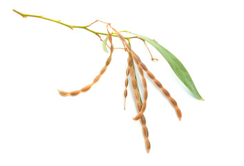 Acacia neriifolia, also known as the oleander wattle, silver wattle or pechy wattle Isolated on...