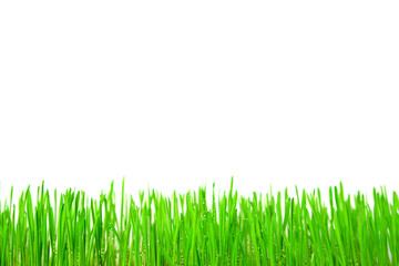 Fototapeta premium Bright fresh green grass with dew drops on a white background.