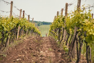 Funny photo of running wild hare between rows of grapes, vineyard, South Moravia (Morava), Czech...