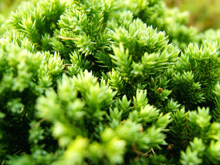 Branch of a green lush coniferous tree with sunlight. Close up shot of a green pine needles with selective focus. Green lush plant nature  environment Background.