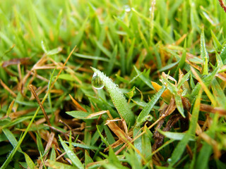 Macro shot of Dew drops on the Bright green grass in the morning.  Close up of a fresh green grass with dew drops on. Green lush nature environment Background. Selective Blurred.