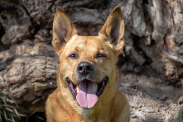 Heller Hund Portrait Baum