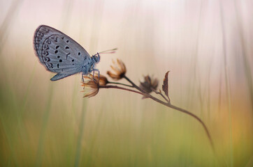 Butterfly with bokeh