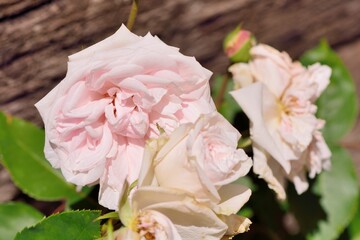 Colorful Roses Shooting in Hsinchu, Taiwan
