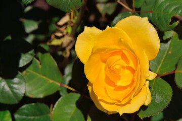 Colorful Roses Shooting in Hsinchu, Taiwan