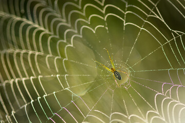 Obraz premium portrait of spider with bokeh