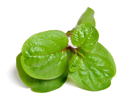 Basella alba or including Malabar spinach, vine spinach, and Ceylon spinach. Isolated on white background