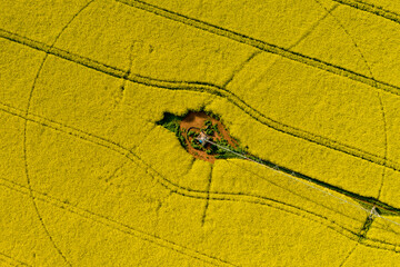 Aerial view of canola fields ready for harvest in the Tasmanian midlands