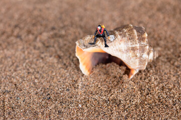 Shell on the sand and helpless diver