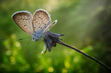Butterfly with bokeh