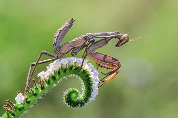 Beautiful mantis seeking something in the dark
