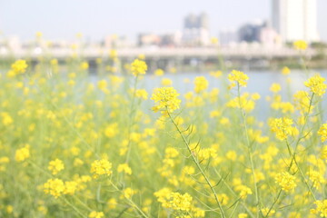 Canola flowers on the Taehwa River in Ulsan, Korea