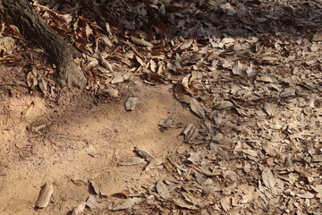 Fallen leaves on the ground