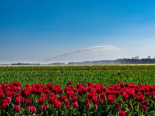 Poster Tulip fields Noordoostpolder, Flevoland Province, The Netherlands © Holland-PhotostockNL