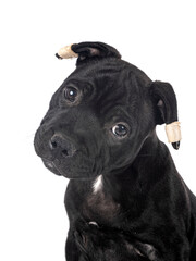 puppy staffordshire bull terrier