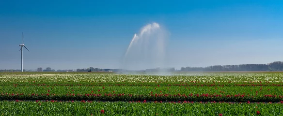 Foto auf Leinwand Tulip fields Noordoostpolder, Flevoland Province, The Netherlands © Holland-PhotostockNL