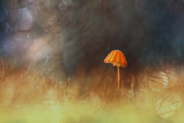 Beautiful closeup of forest mushrooms. Gathering mushrooms. Mushrooms photo