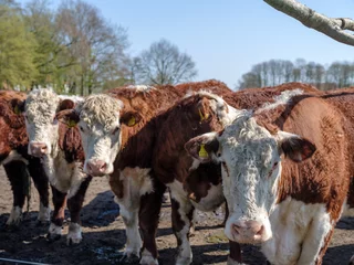 Fotobehang Hereford cows in the  Noordoostpolder, Flevoland Province, The Netherlands © Holland-PhotostockNL