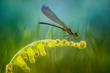 all about dragonfly and damselfly