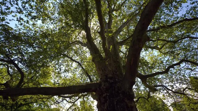 circling around big plane tree with hanging ropes and sun peeking through leaves