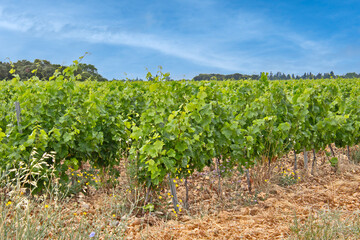 Fototapeta na wymiar vignes en été sous un ciel bleu 