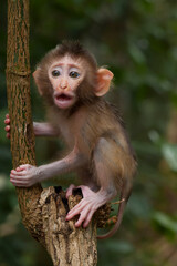 Cute monkeys and where they life in nature