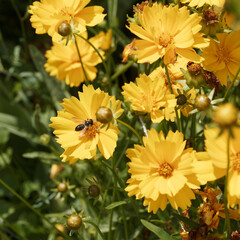 Megachile frigida | Leafcutter bee or mason bee. Solitary bee collect large amounts of pollen with agitation on its ventral surface