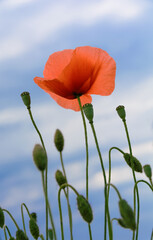 Naklejka premium Red poppy flower on a blue sky background
