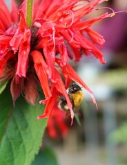 мохнатый шмель