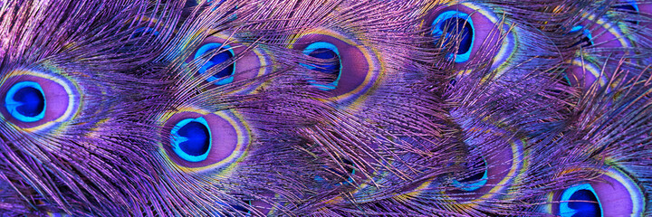 Beautiful peacock tail feathers. Close up of peacock feathers. Advertising banner. Banner ad...