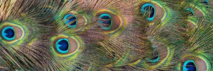  Beautiful peacock tail feathers. Close up of peacock feathers. Advertising banner. Banner ad template. Copy space. © devmarya