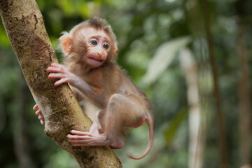Naklejka na ściany i meble Cute monkeys and where they life in nature