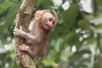 Zelfklevend Fotobehang Cute monkeys and where they life in nature © abdul gapur dayak