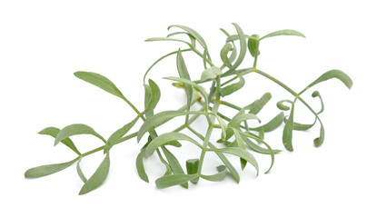 Crithmum maritimum, known as rock samphire, sea fennel or samphire. Isolated on white background